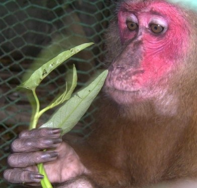 Một con khỉ do nhà báo Đỗ Doãn Hoàng giải cứu và giao nộp cho vườn thú Hà Nội